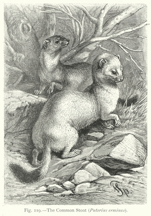 The Common Stoat (Putorius Erminea) (engraving)