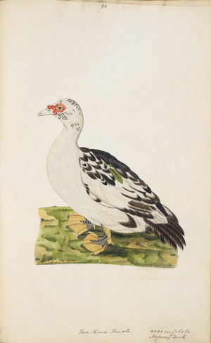 Muscovy Duck
'Cairina moschata'
A domesticated version.