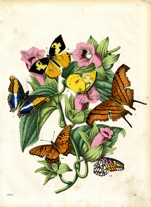 Tropical butterflies on flowering plants (hand-coloured engraving)