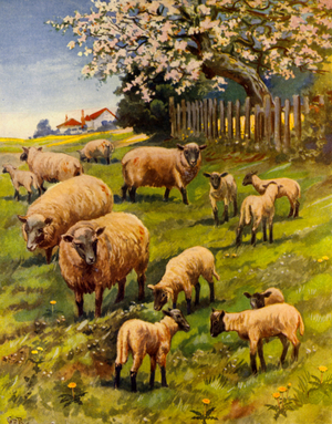 Ewes and Lambs (colour litho)