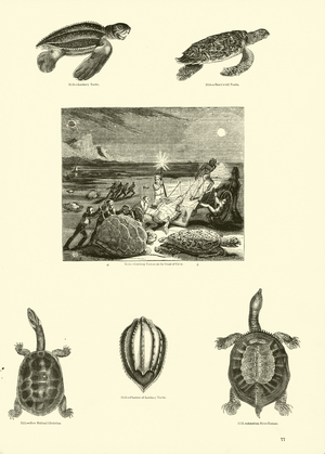 Page from The Pictorial Museum of Animated Nature (engraving)
