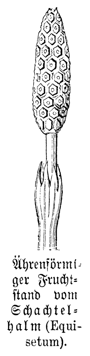 Common horsetail