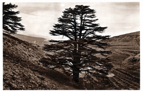 Cedar in Lebanon, 1930 (print)