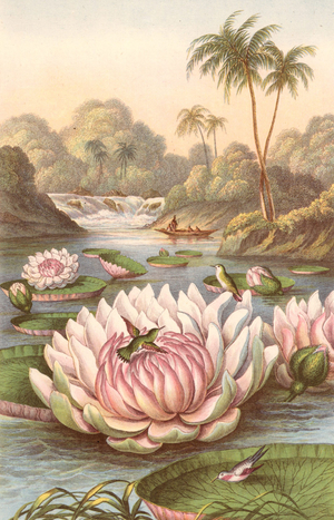 Victoria Regia, the giant South American waterlily