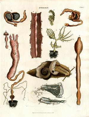 Zoology Plate I: Anatomical Illustrations of Various Animals, 1810 (print)