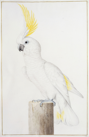 Sulphur-crested Cockatoo (Cacatua galerita),  (black chalk, brush, ink, watercolour, bodycolour, on vellum)