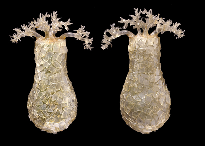 Difflugia pyriformis