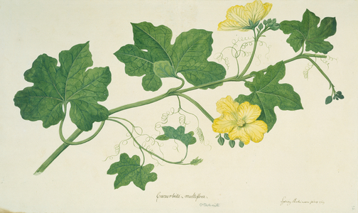 Luffa cylindrica var. leiocarpa