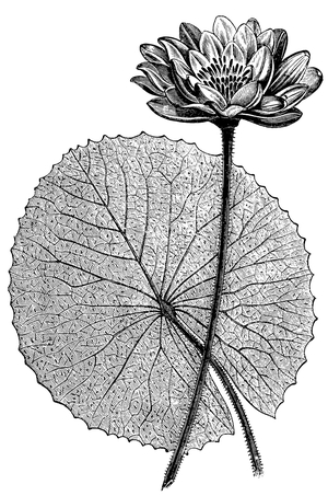 Nymphaea lotus, the Tiger Lotus, White lotus or Egyptian White Water-lily