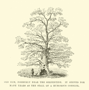 Old elm tree, formerly near the Serpentine, Hyde Park, London (engraving)