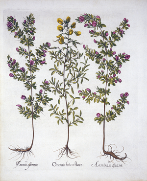 Yellow Rest-Harrow, Pink Rest-Harrow and Pink Thorny Rest-Harrow, from 'Hortus Eystettensis', by Basil Besler (1561-1629), pub. 1613 (hand-coloured engraving)
