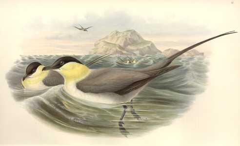 Stercorarius longicaudus