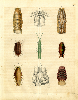 Various Crustaceans and Woodlice (hand-coloured litho)