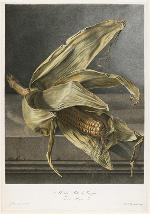 Mais, Ble de Turquie, from Fleurs Dessinees d'apres Nature, c.1800 (hand-coloured stipple engraving) 