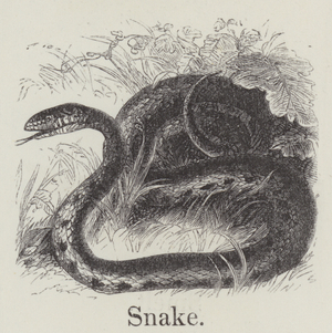 Snake (engraving)