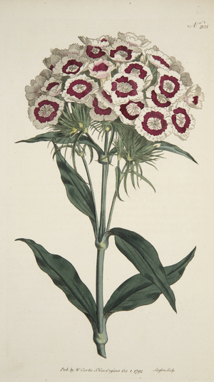Dianthus Barbatus (Bearded Pink), from The Botanical Magzaine or Flower Garden Displayed, pub. 1792 (hand coloured engraving)