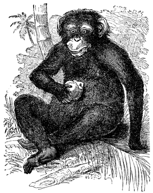 Chimpanzee