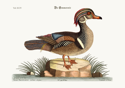 The Summer Duck, 1749-73 (coloured engraving)