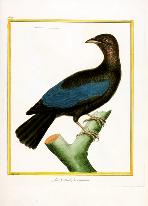 Cayenne Hummingbird (print)