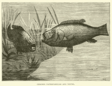Chromis Paterfamilias and Young (engraving)
