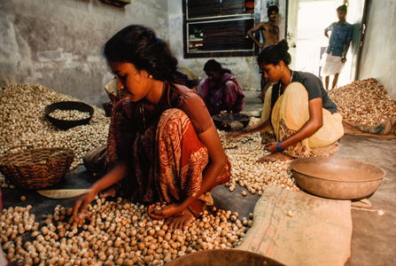 Women sorting and selecting and separating betel nuts aka areca nut. Cochin, Keral..., 1990s (photo)