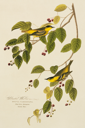 Sylvia Carbanta, carbonated warbler, Plate 60 from John James Audubon's Birds of America, original double elephant folio, 1827-30 (hand-coloured aquatint)