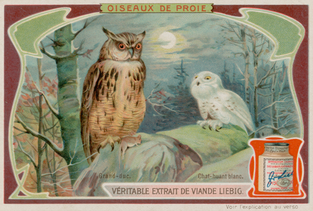 An Eagle Owl and a White Owl (chromolitho)
