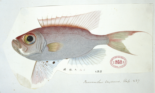 Priacanthus tayenus