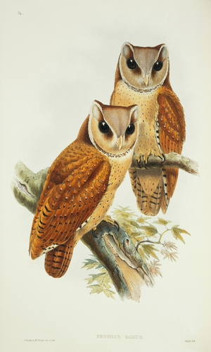 Phodilus badius