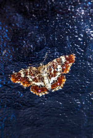 Butterfly behind glass, 2014 (photo)