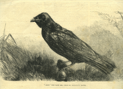 Grip, the pet raven of Charles Dickens (litho)