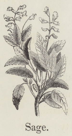 Sage (engraving)
