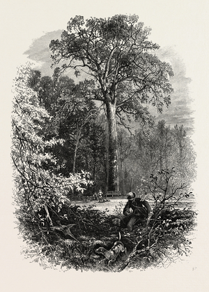 The Victoria Oak, Windsor Forest, the Forest Scenery of19th Century Engraving