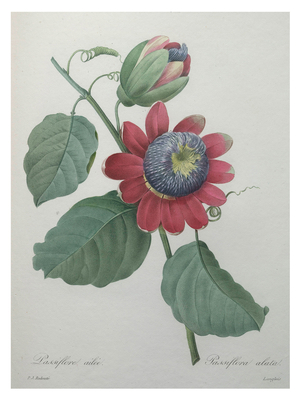 Passion Flower, 1820 (engraving)