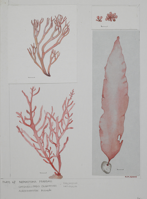 Red seaweeds, Plate 67, Nemastoma, Catenellopsis, Halymenia, Acrosymphyton,  (watercolour and graphite pencil on paper)