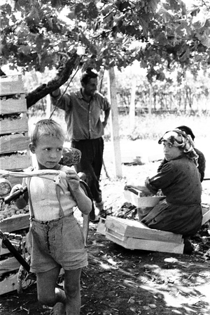 People resting during the grape harvest, probably near Naples, Campania, Italy, c.1955 (b/w photo)