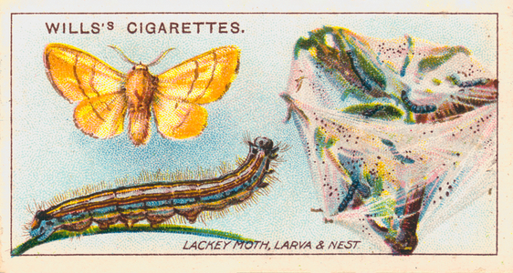 Garden Life: Lackey Moth, Larva and Nest (chromolitho)
