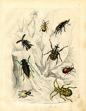 Various Beetle Species (hand-coloured engraving)