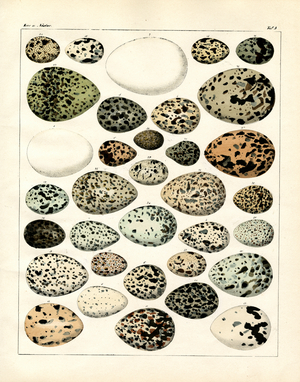 Collection of Speckled Bird Eggs (print)