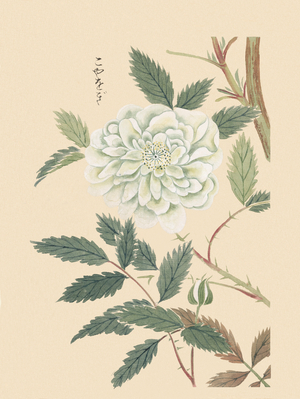 Rubus species (bramble), 1828-44 (hand-coloured woodblock print)