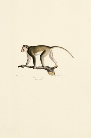 Male Squirrel Monkey, 1824 (hand-coloured litho)