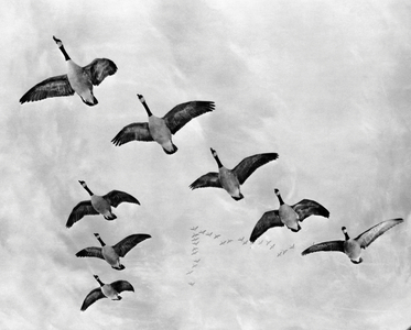 Low angle view of flock of birds flying in the sky