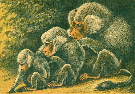 Hamadryas baboon, 1956 (colour litho)