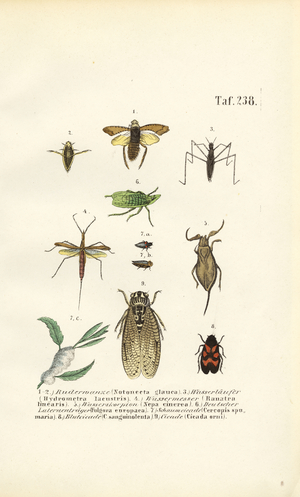 Water bugs and other insects, 1850 (lithography)