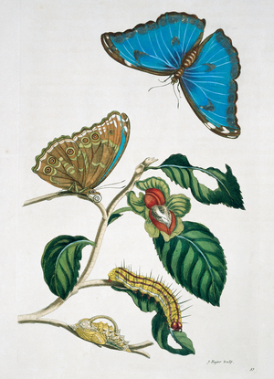Morpho menelaus