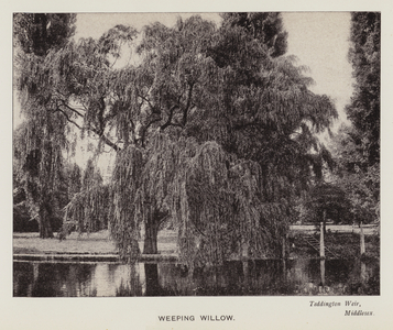 British Trees: Weeping Willow, Teddington Weir, Middlesex (b/w photo)