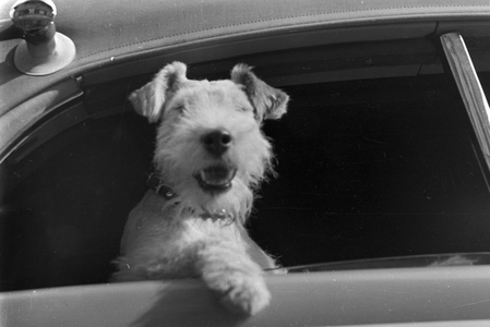 Vacation by car and with the dog, Germany 1930s (b/w photo)