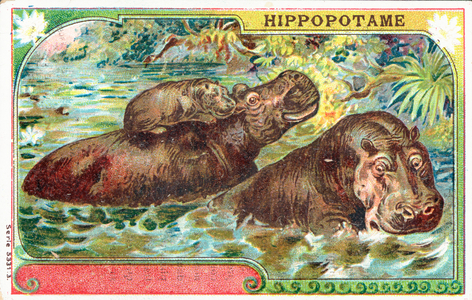 Hippopatamus family (chromolitho)