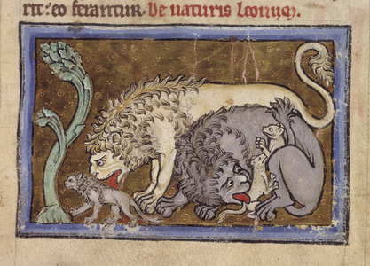 Royal MS 12 C XIX, f.6r Lions, from 'Bestiary', c.1200-10 (ink, colour & gold on vellum)