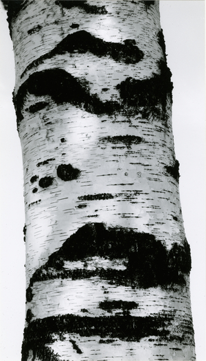 Tree Bark, 1960 (silver gelatin print)
